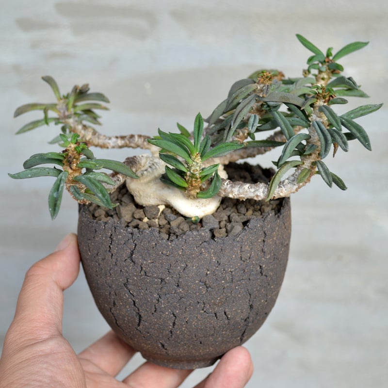 植物 × 鉢 】ユーフォルビア キリンドリフォリア 良型 実生株