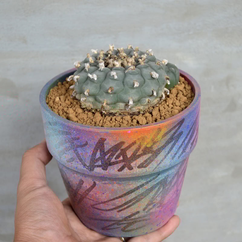 植物×鉢】サボテンロフォフォラ ウイリアムシー 烏羽玉 × グラフィティ