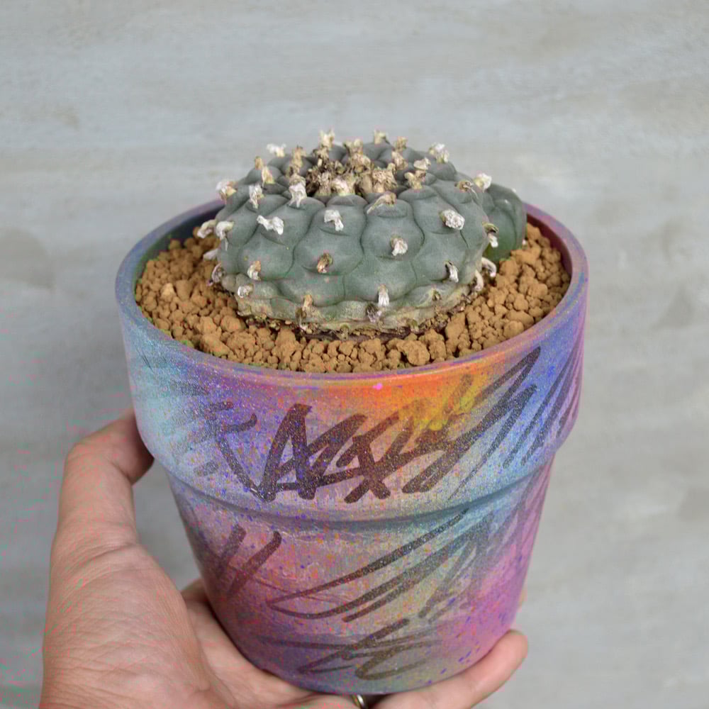 植物×鉢】サボテンロフォフォラ ウイリアムシー 烏羽玉 × グラフィティ