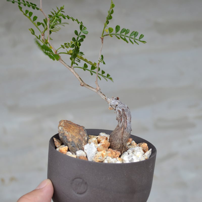 パキプス 発根済み valiem鉢 オペルクリカリア パキプス 現地株 valiem