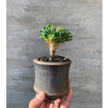 【植物×鉢】ユーフォルビア ギラウミニアナ 実生株  × willing plant 陶器鉢 多肉植物 塊根植物 コーデックス