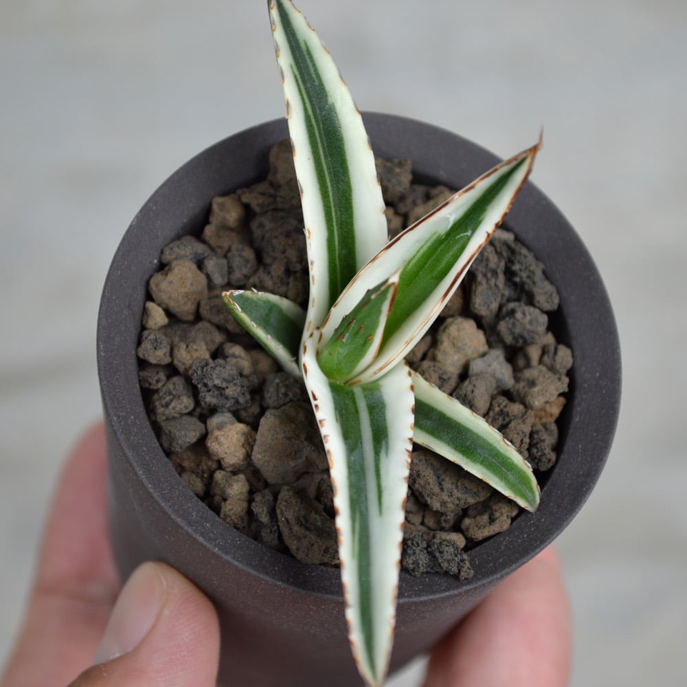 植物×鉢】アガベ 氷山 × Valiem GHOST(WARP / XSサイズ) | A-P 植物×鉢】アガベ 氷山 × Valiem GHOST(WARP / XSサイズ) | A-P