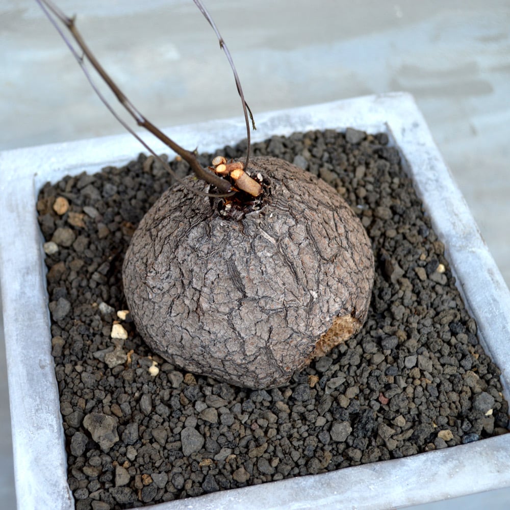 植物×鉢】ディアスコレア エレファンティペス 亀甲竜 発根済み 植物×鉢】ディアスコレア エレファンティペス 亀甲竜 発根済み