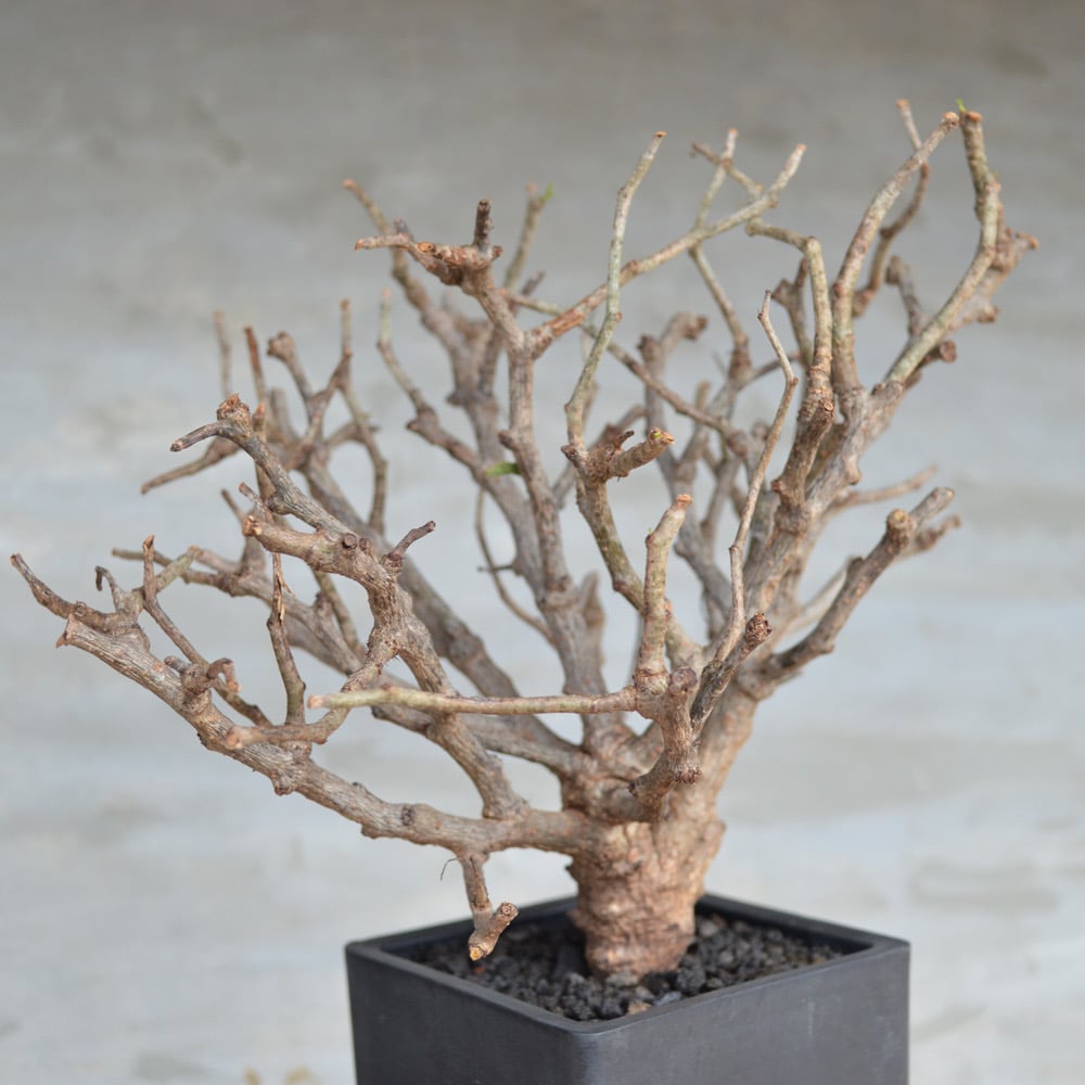 HEYWOOD センナメリディオナリス　実生　根上がり HEYWOOD様専用 センナメリディオナリス 実生 根上がり - メルカリ