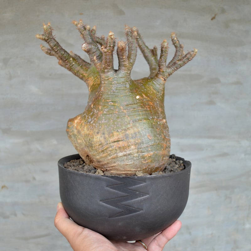 植物×鉢] パキポディウム グラキリス × valiem XLサイズ 陶器鉢