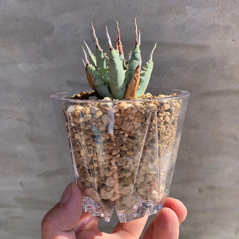 2株セット 専用 エボリスピナ 発根済み 子株2株付き 現地球 US株