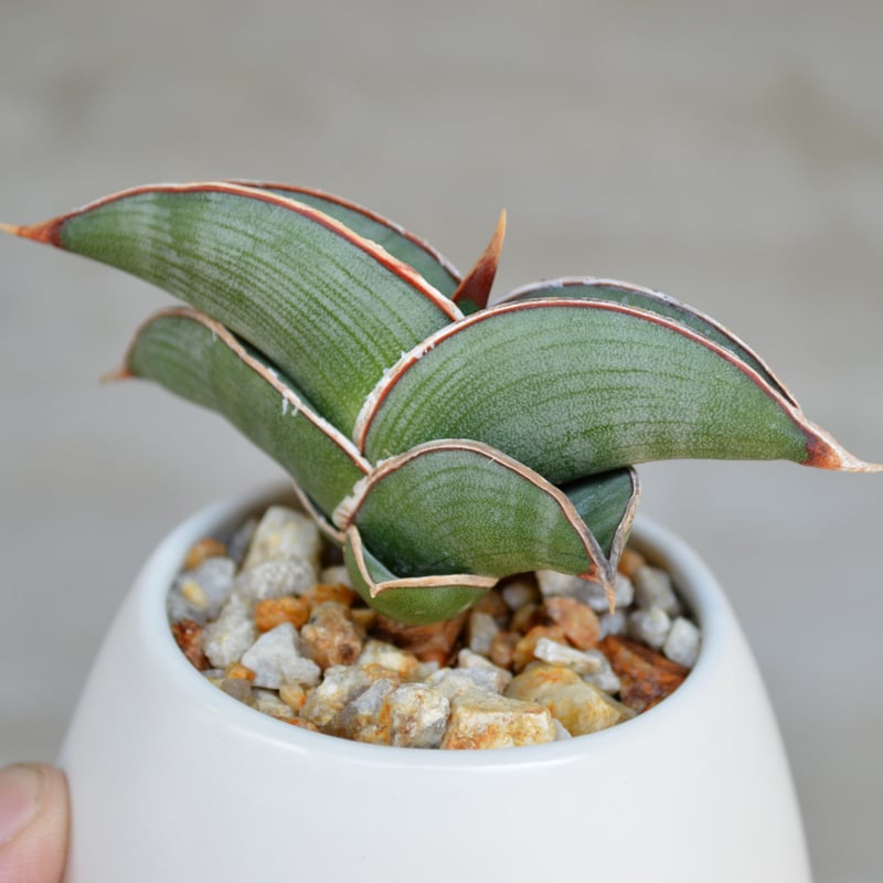 植物】サンスベリア ロリダ タイ実生株 | A-PLANTS|塊根植物販売 植物】サンスベリア ロリダ タイ実生株 | A-PLANTS|塊根植物販売