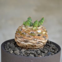 マ*9様 [Valiem鉢付き] パキポディウム•マカイエンセ　実生5年目 5年目マカイエンセ🌱 5年もたったのか！と思うけど今年も元気