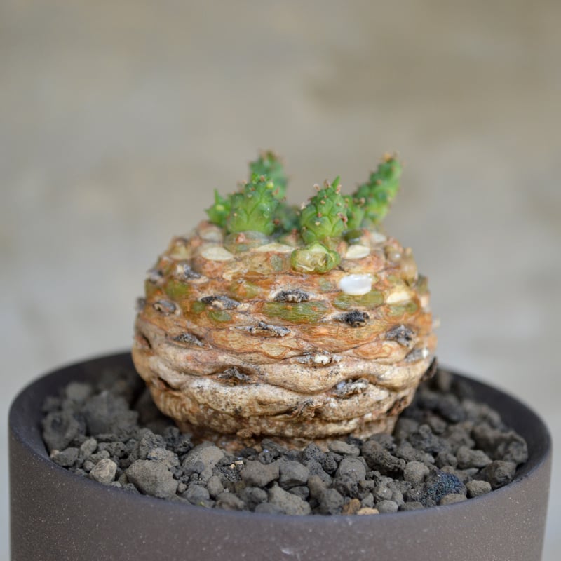 ホリダ植栽 VALIEM鉢（S size） 【公式通販】