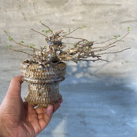 [植物×鉢] コミフォラ エイル × t3 pots  塊根植物 コーデックス 現地球