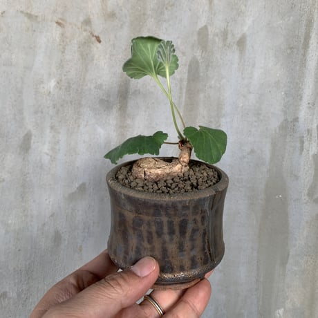 【植物×鉢】ペラルゴニウム ロバツム  × willing plant 陶器鉢
