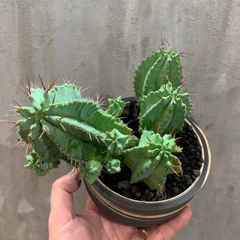 植物×鉢】ユーフォルビア フルチコーサ × Clayman Shirakaba 陶器鉢