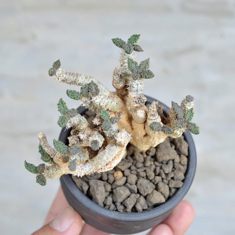 Ramat Planter #254× ユーフォルビア トゥレアレンシス ユーフォルビア