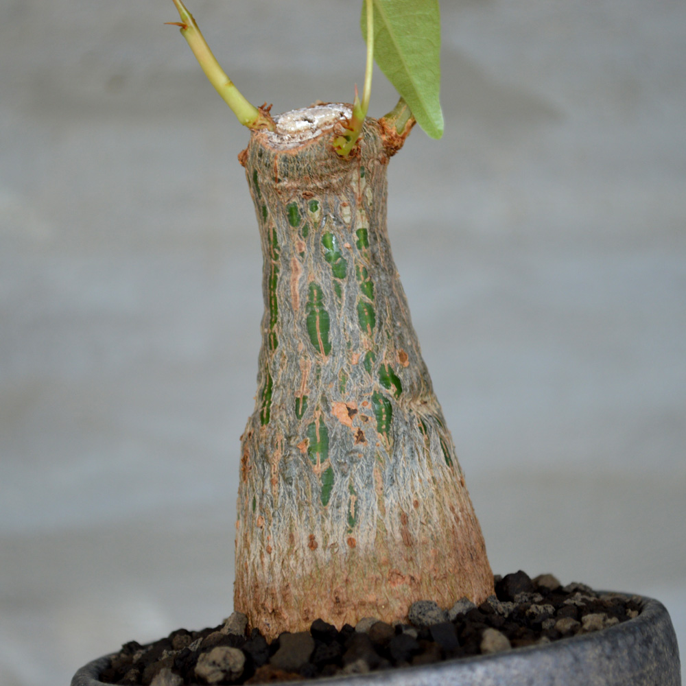 【鉢のまま発送】ボンバックス（プセウドボンバックス・エリプティクム）実生 プセウドボンバックス エリプティクム 実生株 鉢ごと発送 良型 - メルカリ