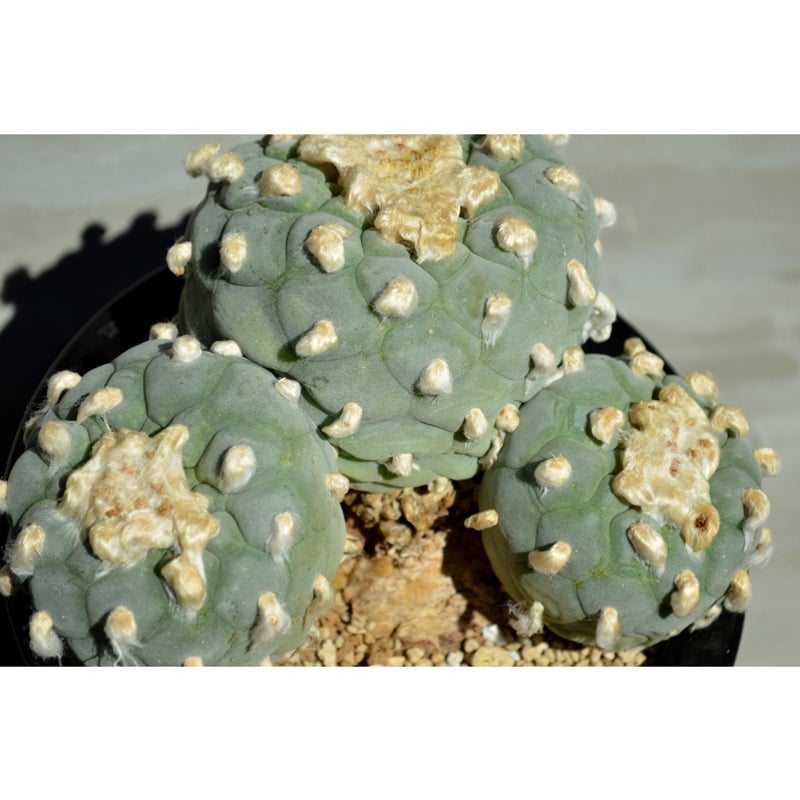 植物】サボテン ロフォフォラ フリキー 銀冠玉 群生 特選株 | A 植物】サボテン ロフォフォラ フリキー 銀冠玉 群生 特選株 | A