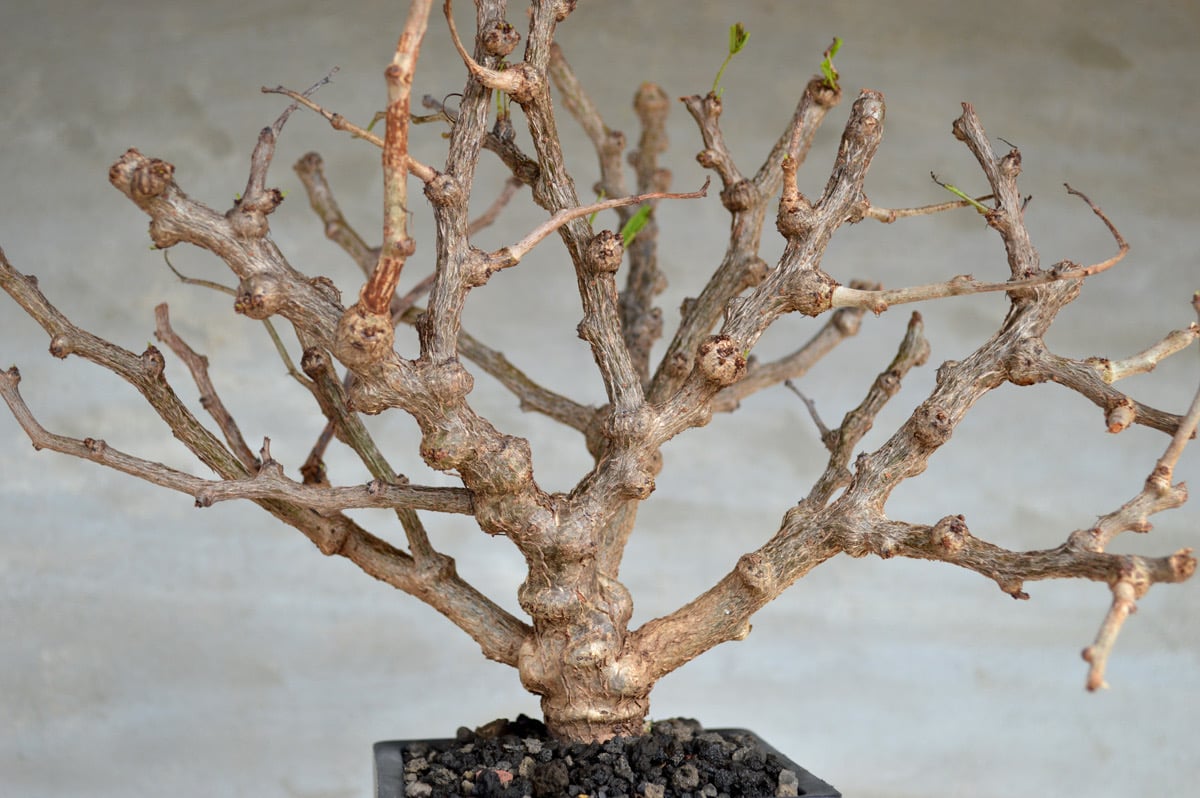 【特価】センナ　メリディオナリス 　特大　　 　良型 園芸ネット本店｜センナ：メリディオナリス 3号25-12 の通販【公式】