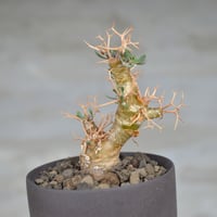 ペラルゴニウム　ミラビレ　大き目 現地球　発根株（鉢付き） 植物×鉢】ペラルゴニウム ミラビレ 現地球 大株 発根済み