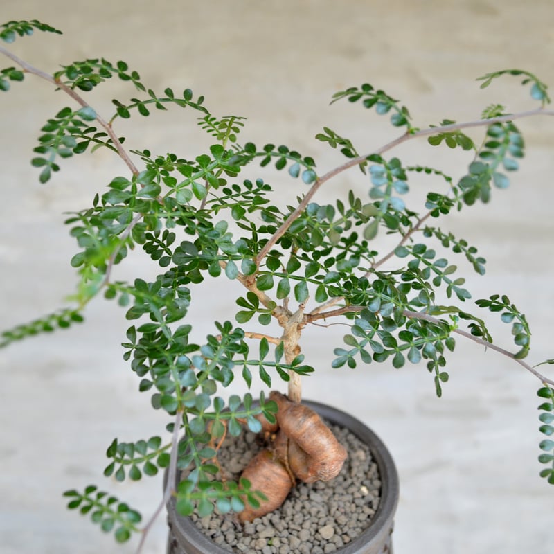 植物×鉢】オペルクリカリア パキプス 実生株 × 保田修作 陶作鉢 植物×鉢】オペルクリカリア パキプス 実生株 × 保田修作 陶作鉢