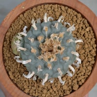 植木鉢】goat <LOST> - XLsize 陶器鉢 多肉植物 塊根植物