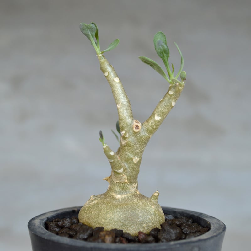 植物] オトンナ トリプリネルビア 実生株 | A-PLANTS|塊根植物販売