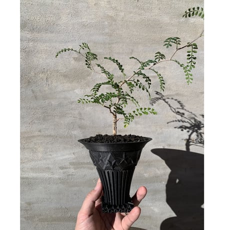 A-PLANTS|塊根植物販売 A-PLANTS|塊根植物販売