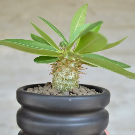 グリーン樣專用手作植木鉢 2点検（ 塊根植物 グラキリス