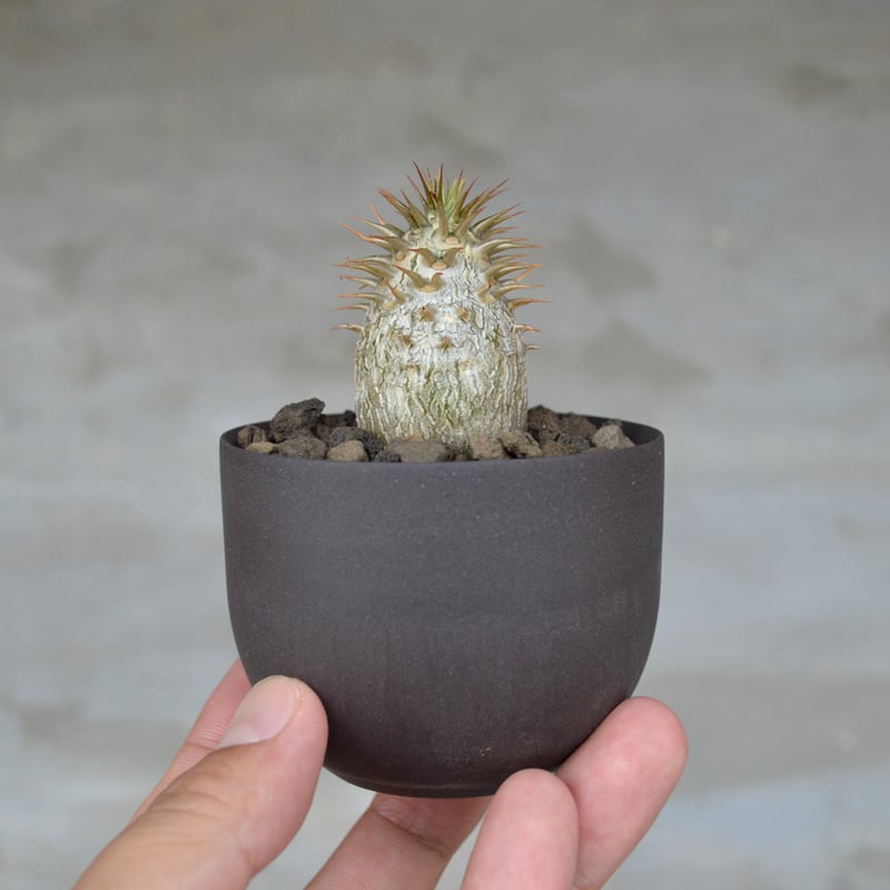 パキポディウム マカイエンセ ＋ valiem aobouzu 2周年Mサイズ パキポディウム マカイエンセ ＋ valiem aobouzu 2周年Mサイズ