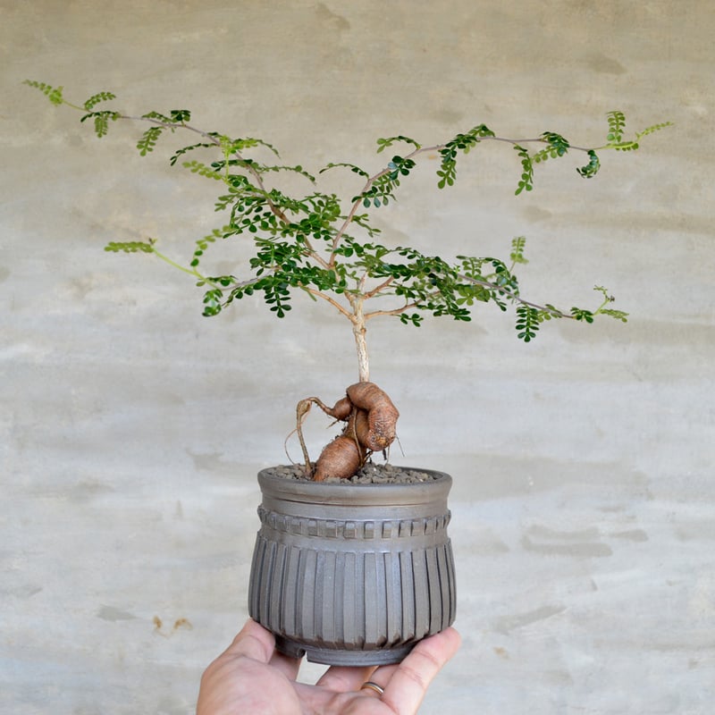 植物×鉢】オペルクリカリア パキプス 実生株 × 保田修作 陶作鉢