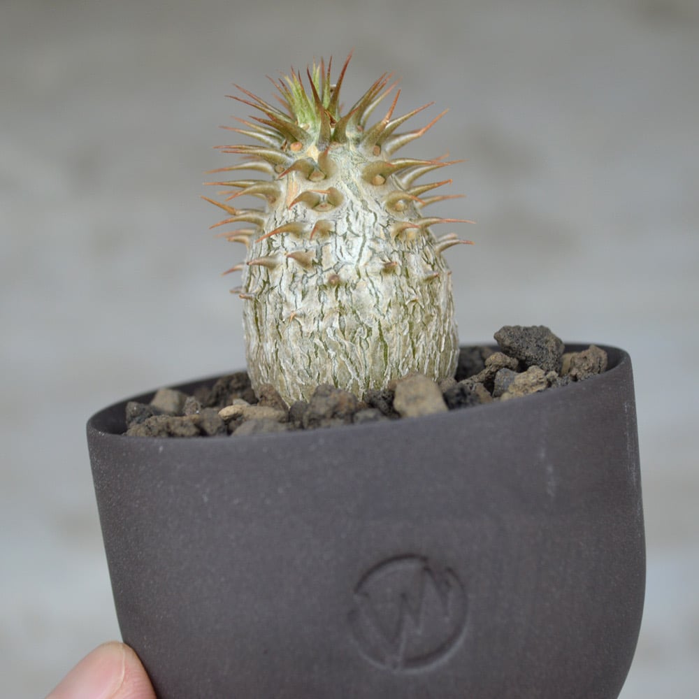 植物 × 鉢 】パキポディウム マカイエンセ × Valiem GHOST(BOWL 植物 × 鉢 】パキポディウム マカイエンセ × Valiem GHOST(BOWL