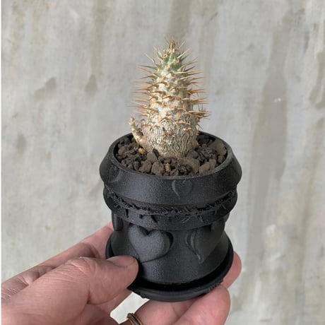 【植物×鉢】パキポディウム グラキリス× Fat Works 3Dプリンター鉢 brother pot Heart S size ブラック