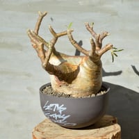 GOAT LOST鉢 S ゴート 陶器鉢 新品未使用② GOAT LOST鉢 S ゴート 陶器鉢 新品未使用③ 2025年最新】gOat 鉢