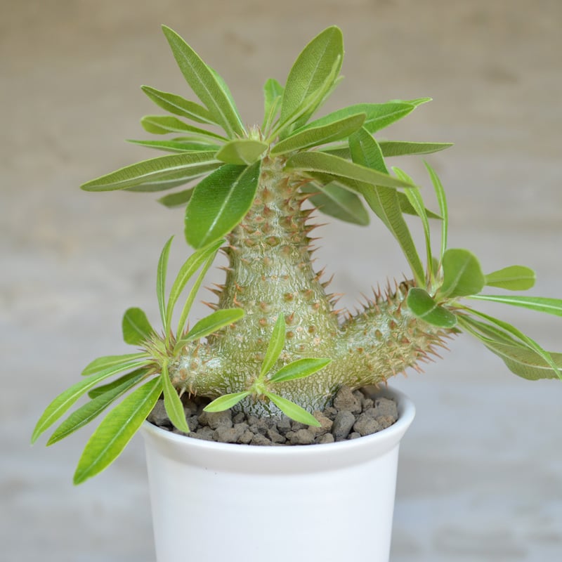 植物】パキポディウム デンシフローラム × グラキリス 国内実生株 陶器