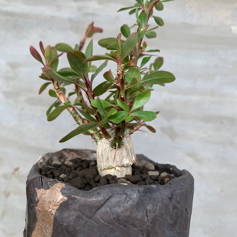 【超希少】オペルクリカリア・パキプス（発根済み）（陶器鉢付き） オペルクリカリア パキプス(発根済) 111101】発根済 オペルクリカリア