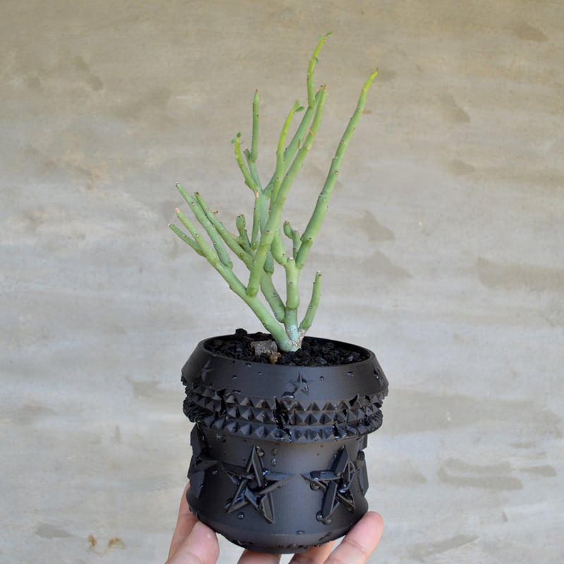 植物×鉢】ユーフォルビア リグノーサ × Fat Works [ brother pot ブ