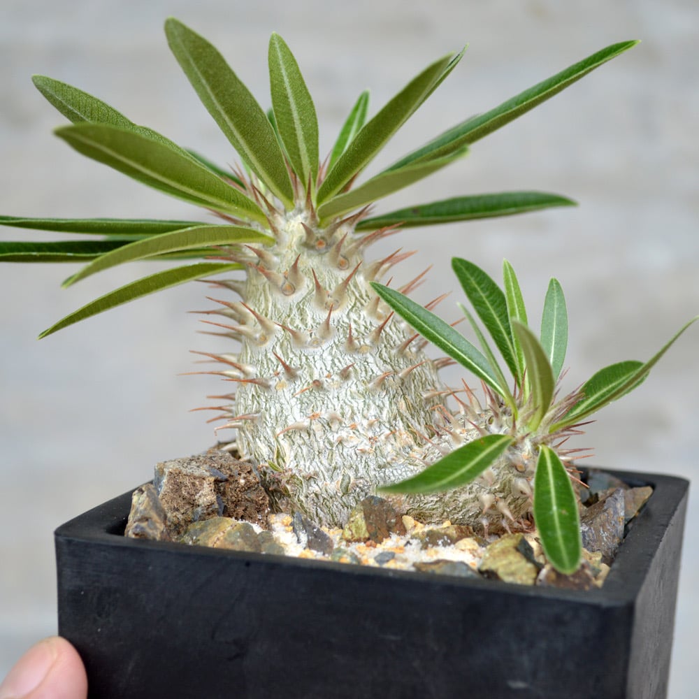 植物】パキポディウム デンシフローラム × グラキリス 良型実生 植物】パキポディウム デンシフローラム × グラキリス 良型実生