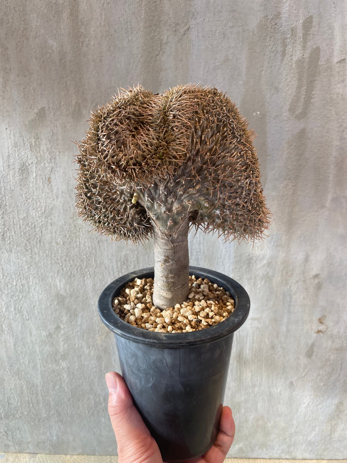 現地球 発根済み パキポディウム ラメリー 多頭 botanize鉢つき