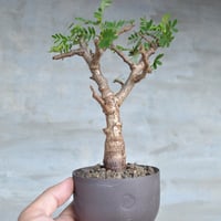 植物 × 鉢 】パキポディウム グラキリス 緑肌/美株 × 陶器鉢 | A