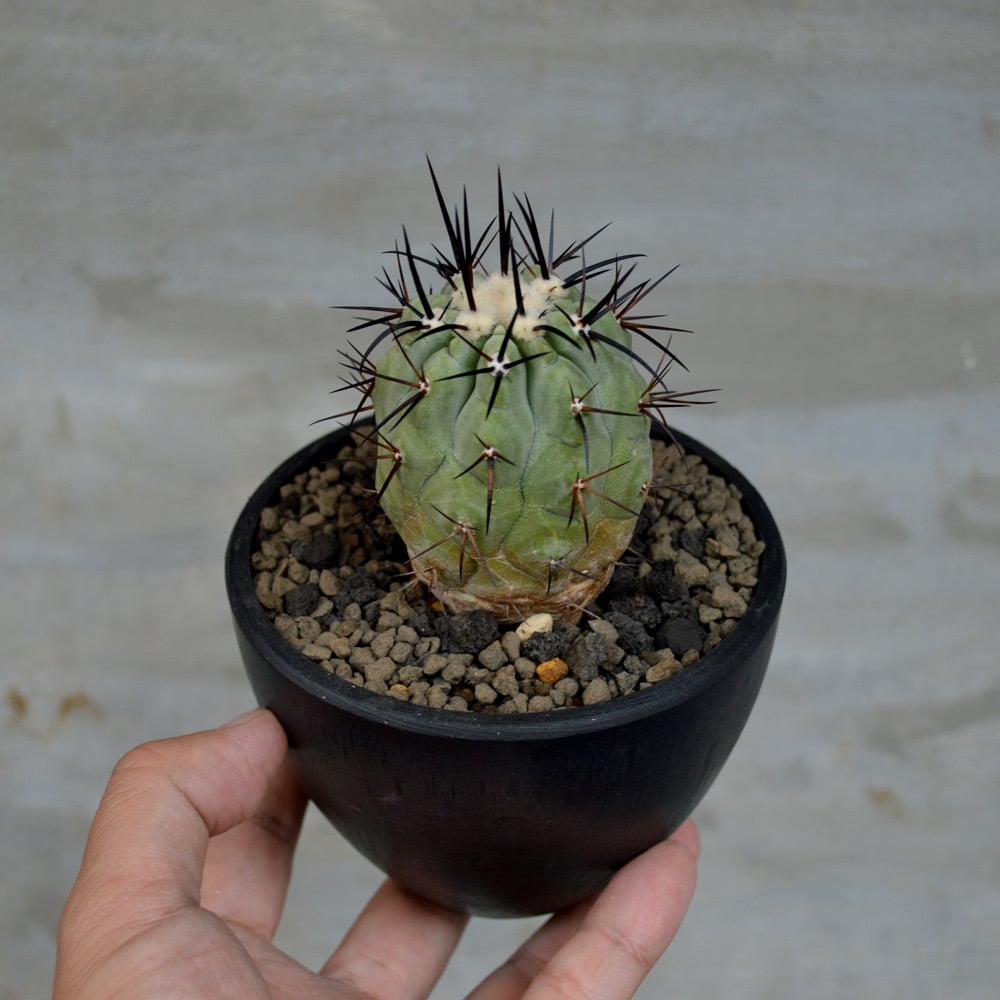 植物】サボテン コピアポア シネレア 黒王丸 実生株 | A-PLANTS 植物】サボテン コピアポア シネレア 黒王丸 実生株 | A-PLANTS