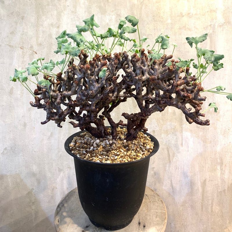 植物×鉢】ペラルゴニウム ミラビレ 現地球 大株 発根済み 植物×鉢】ペラルゴニウム ミラビレ 現地球 大株 発根済み