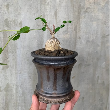 【植物×鉢】フォッケア エデュリス 火星人 実生株 ×usagi ceramic 陶器鉢 塊根植物 コーデックス  多肉植物