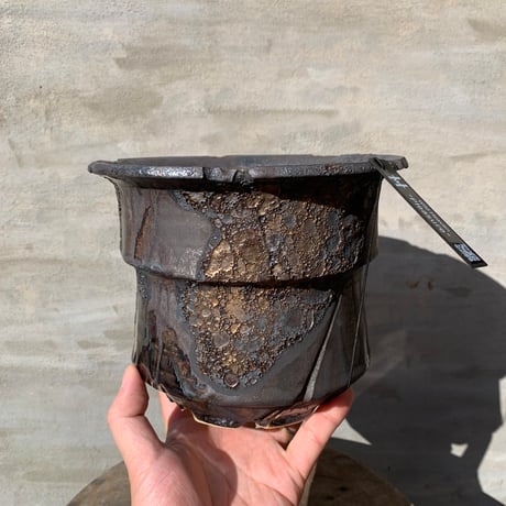 CATEGORY Wild heaven | A-PLANTS|塊根植物販売