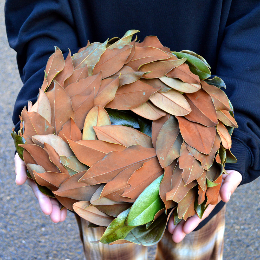 あ*様 リースモルネク hiko'sセレクト】 【リース】マグノリア リース | A-PLANTS|塊根