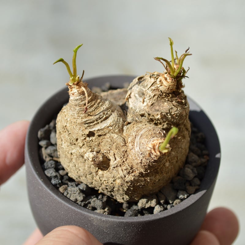 植物 × 鉢 】ユーフォルビア プリムリフォリア × Valiem GHOST（BOWL /