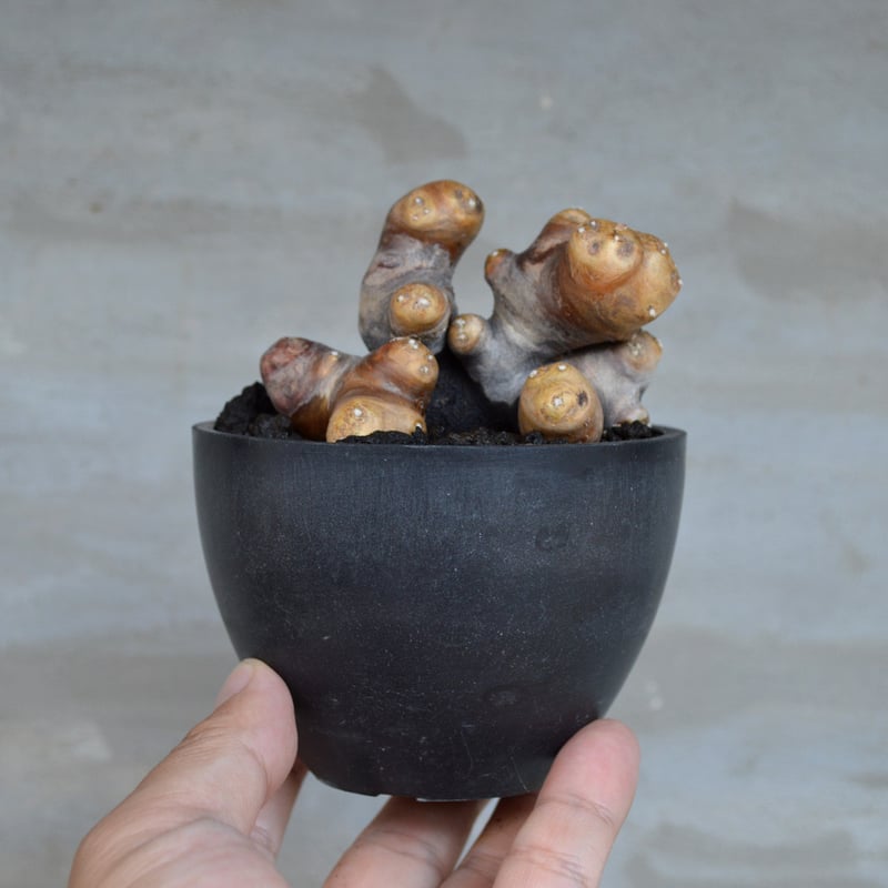 植物] オトンナ カカリオイデス 現地球 発根済 | A-PLANTS|塊根植物販売