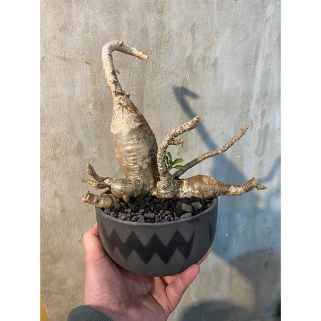 【植物×鉢】パキホディウム ウィンゾリー × valiem ASURA bitter ボウルLサイズ 多肉植物 塊根植物 コーデックス