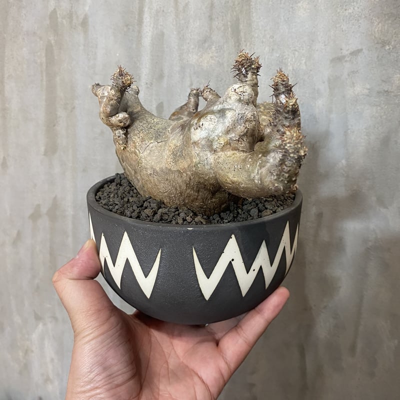 コーデックスvaliem 植木鉢 陶器鉢 - 観葉植物