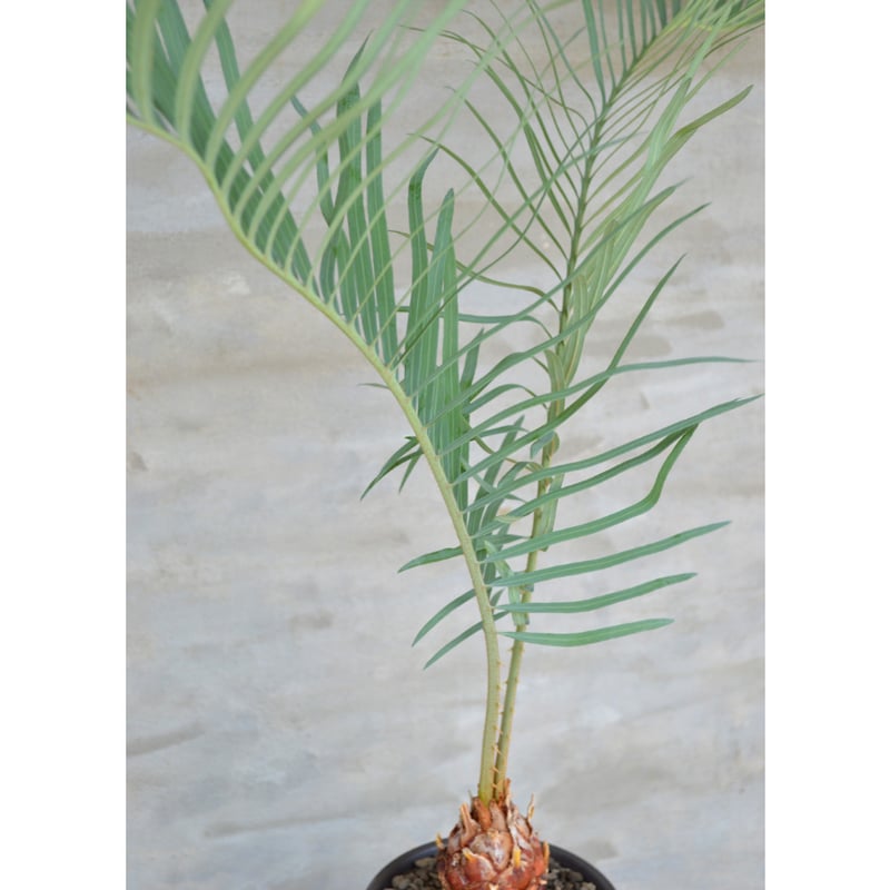 植物×鉢】サイカス カイルンシアナ x 保田修作 陶器鉢 | A 植物×鉢】サイカス カイルンシアナ x 保田修作 陶器鉢 | A