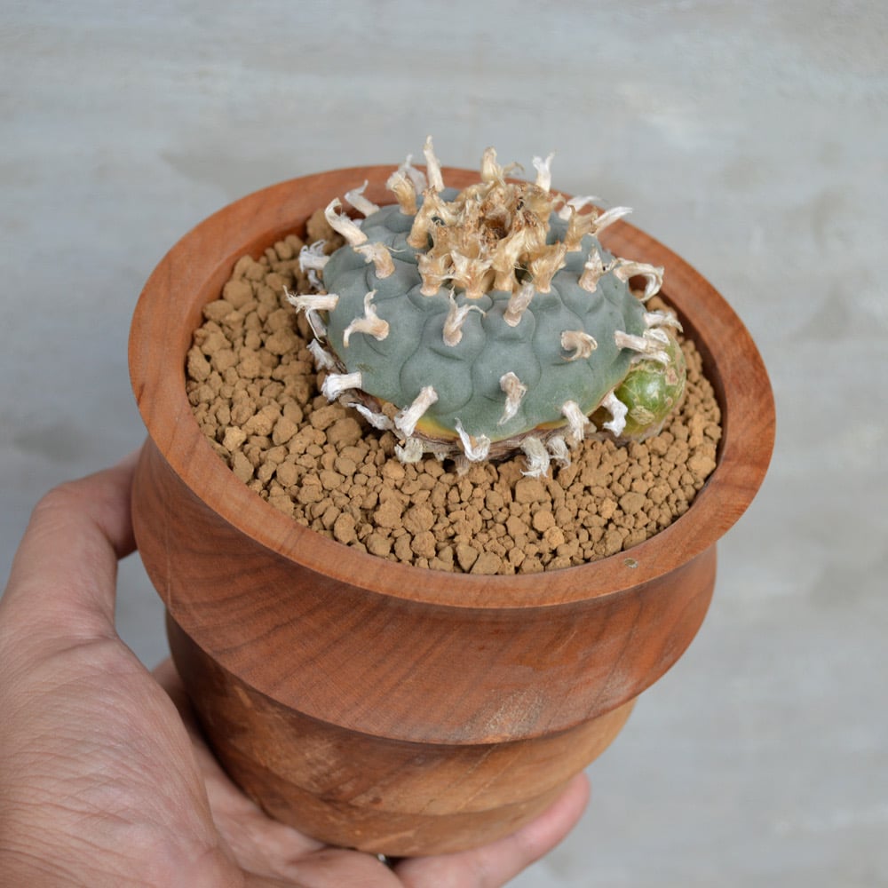 植物×鉢】サボテンロフォフォラ ウイリアムシー 烏羽玉 × ICHIGU 木製