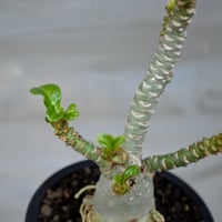 植物】オトンナ ユーフォルビオイデス 現地球 発根済み | A-PLANTS