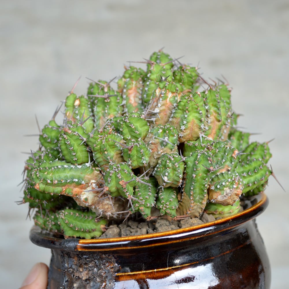 【輸入苗】ユーフォルビア フィリプシオイデス ※0903 輸入苗】ユーフォルビア フィリプシオイデス ※0903